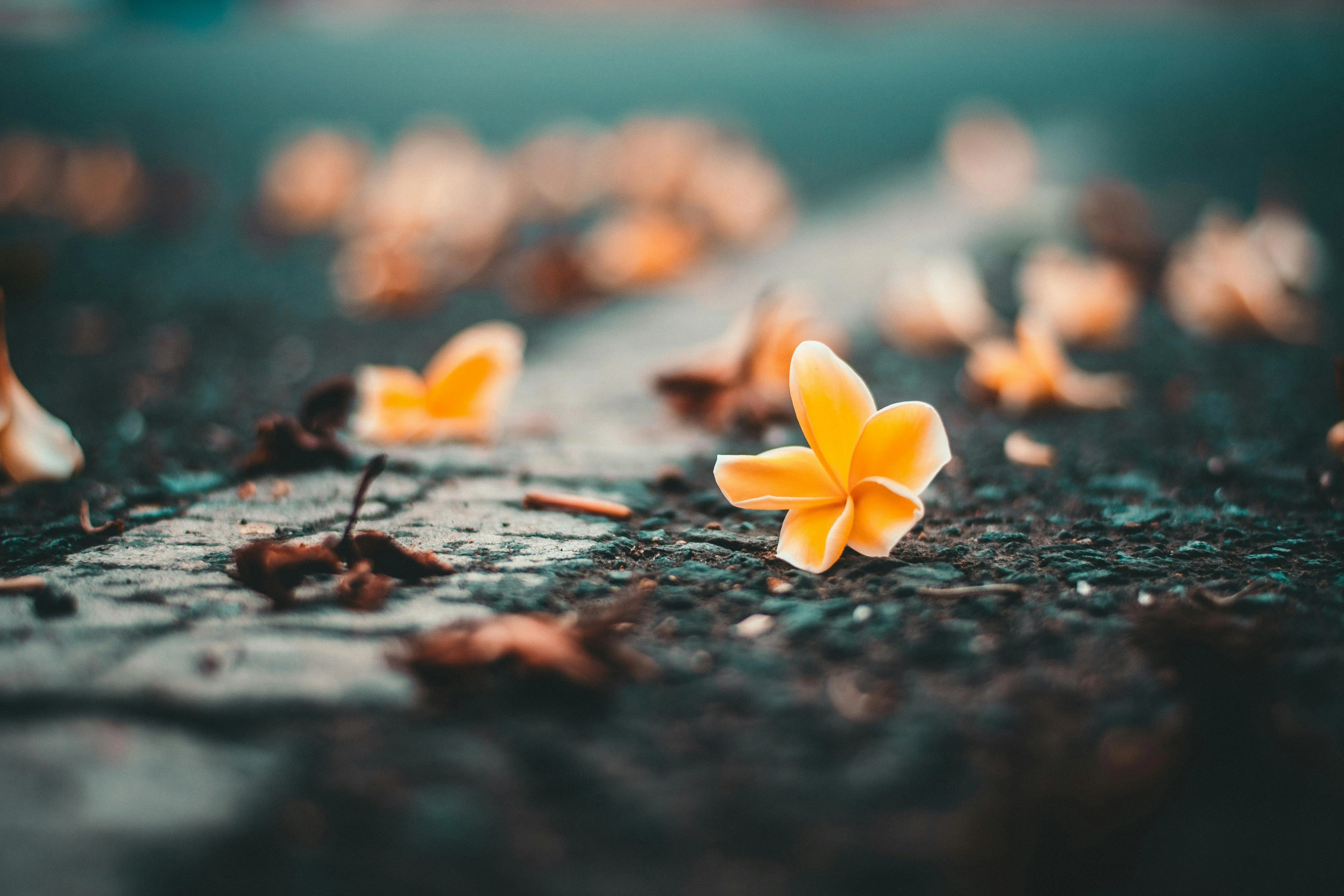 Top 5 Autumn Fragrances for 2024