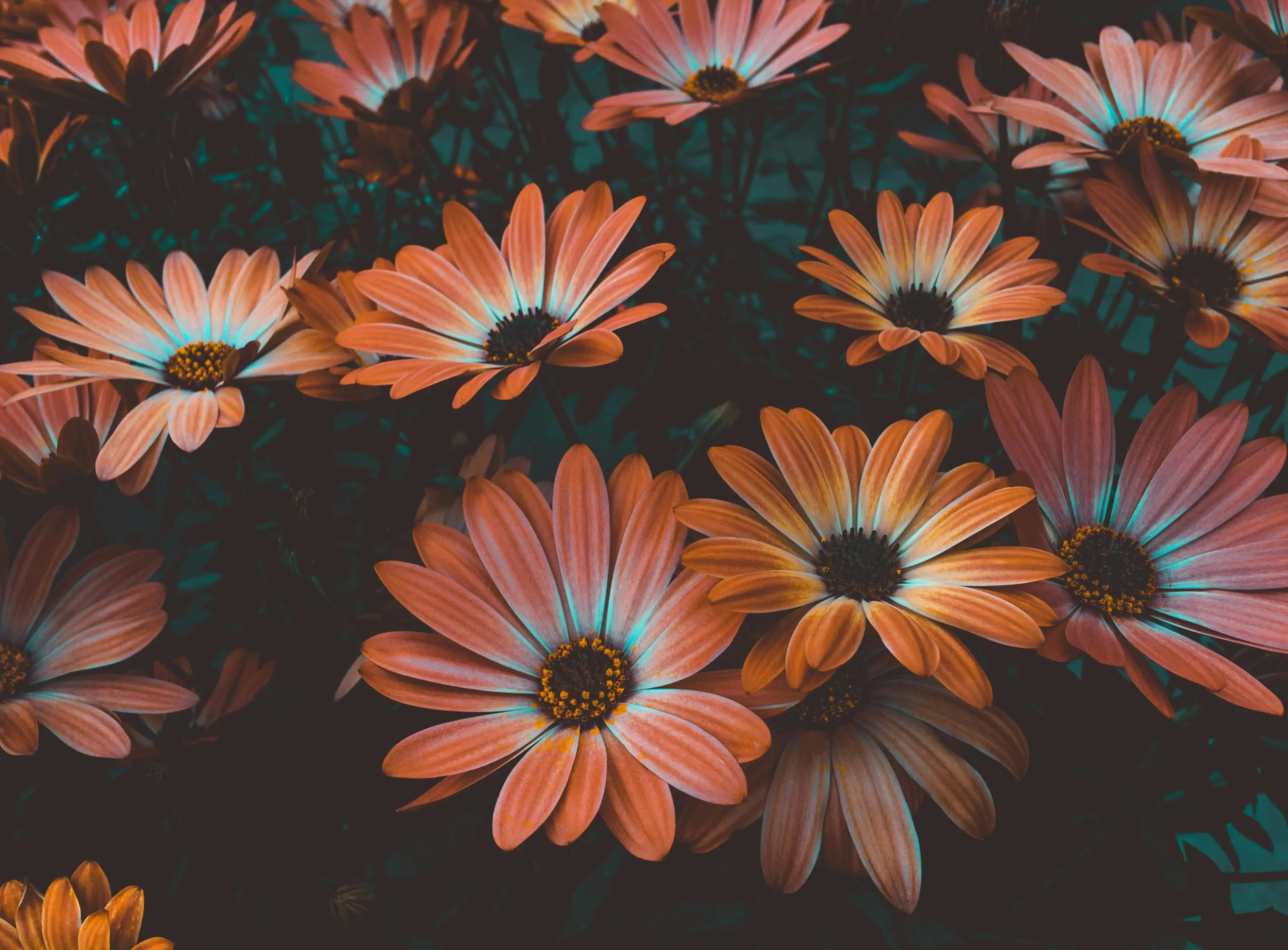 Top 5 Autumn Fragrances for 2024