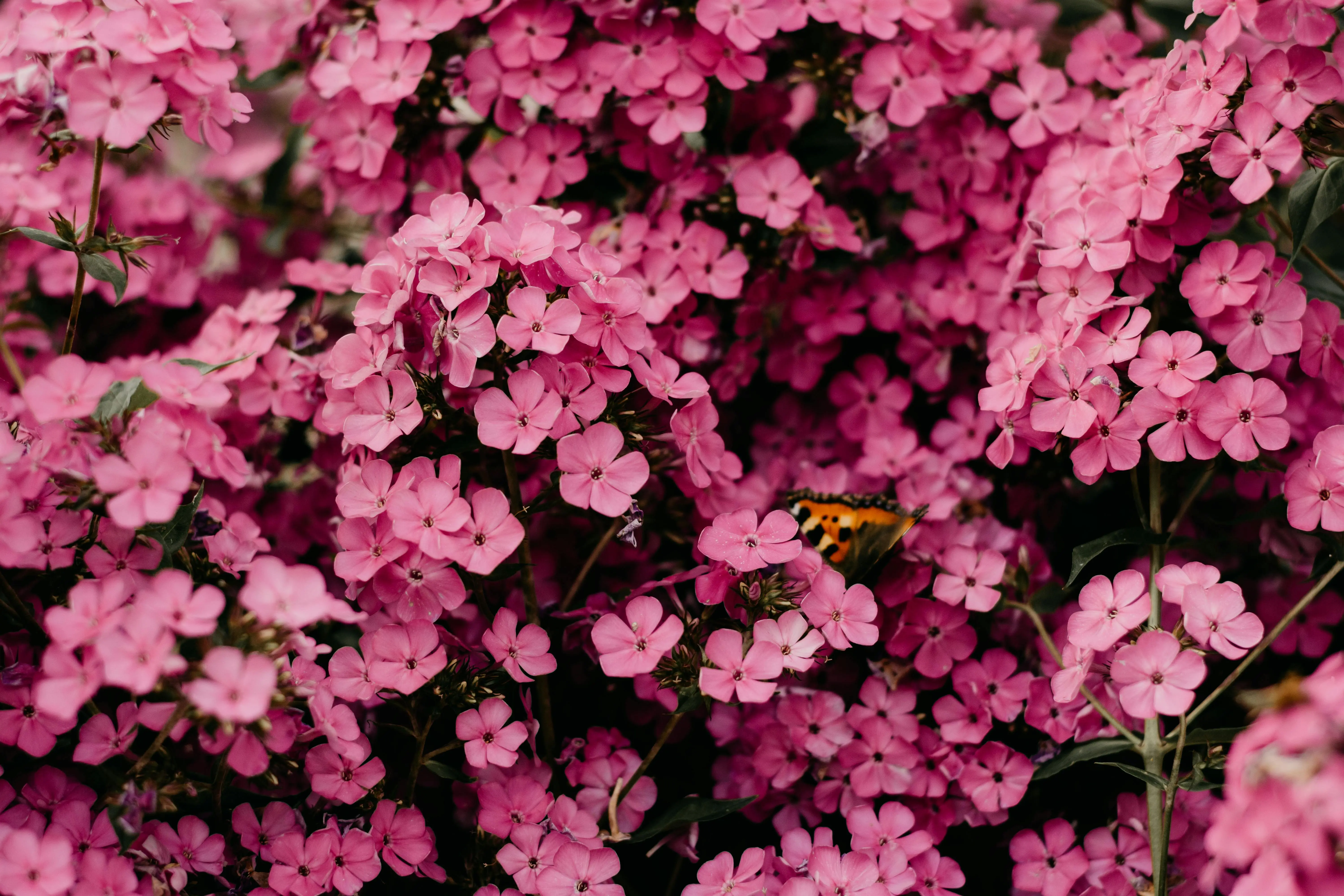 Top 5 Autumn Fragrances for 2024