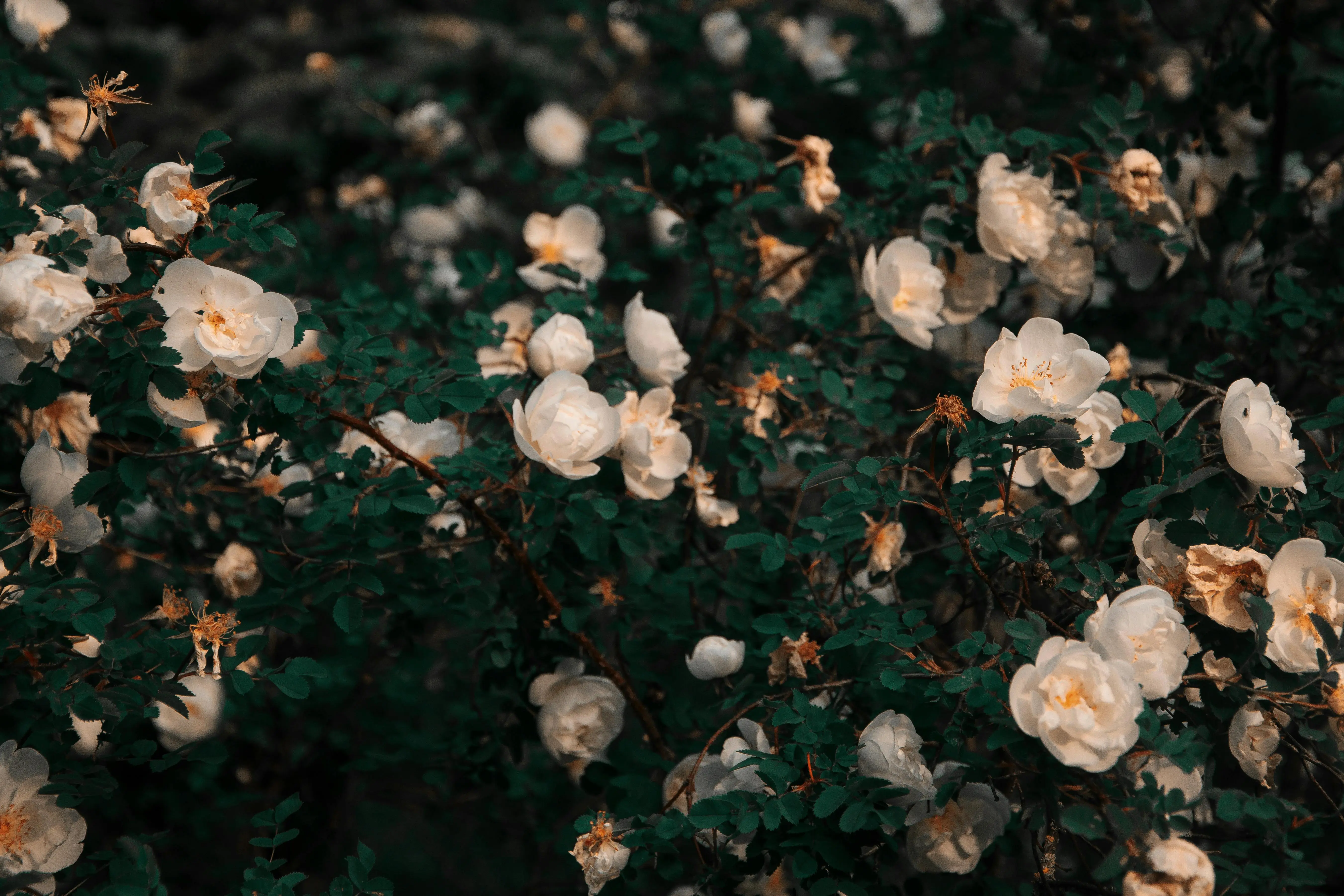 Top 5 Autumn Fragrances for 2024