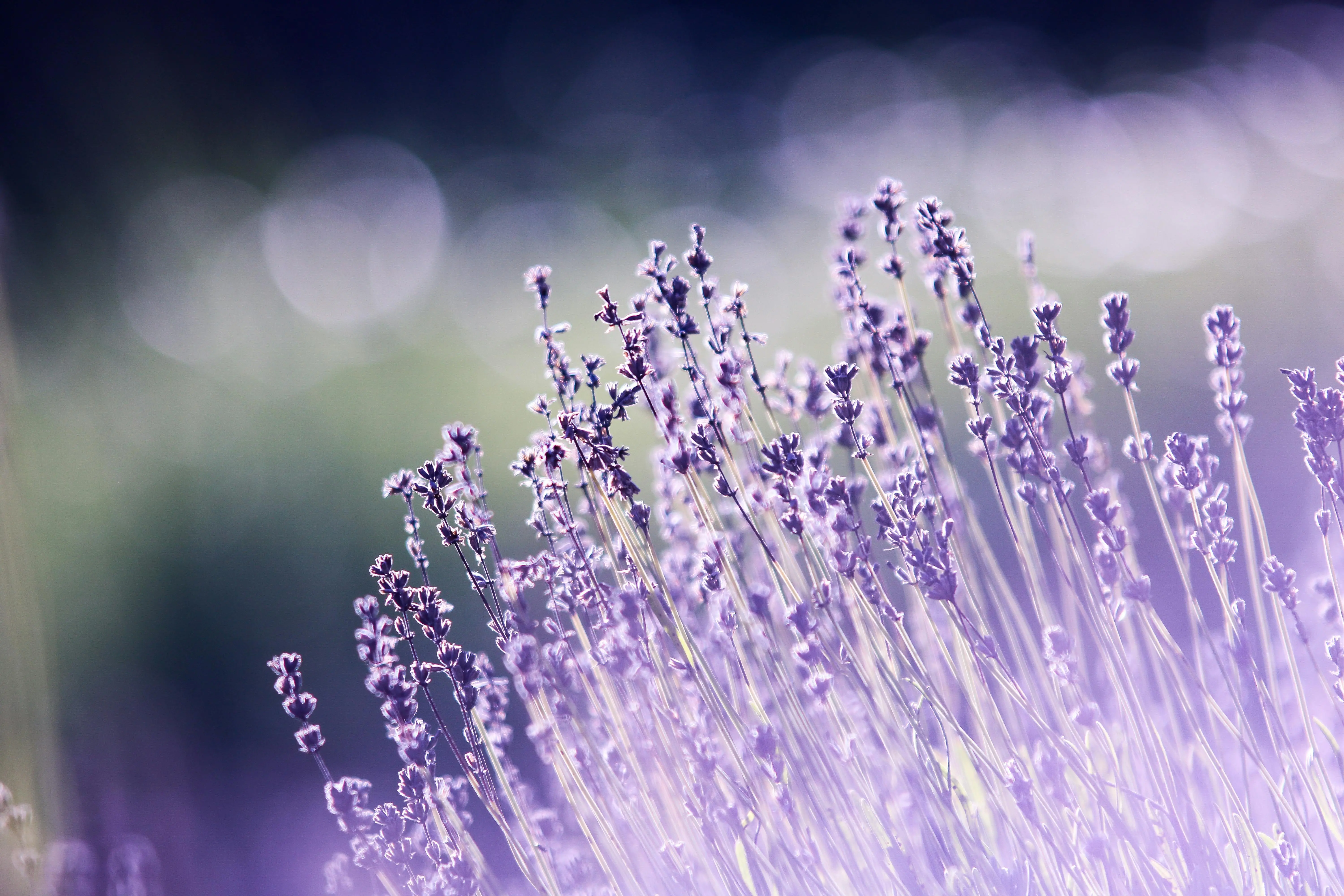 Top 5 Autumn Fragrances for 2024