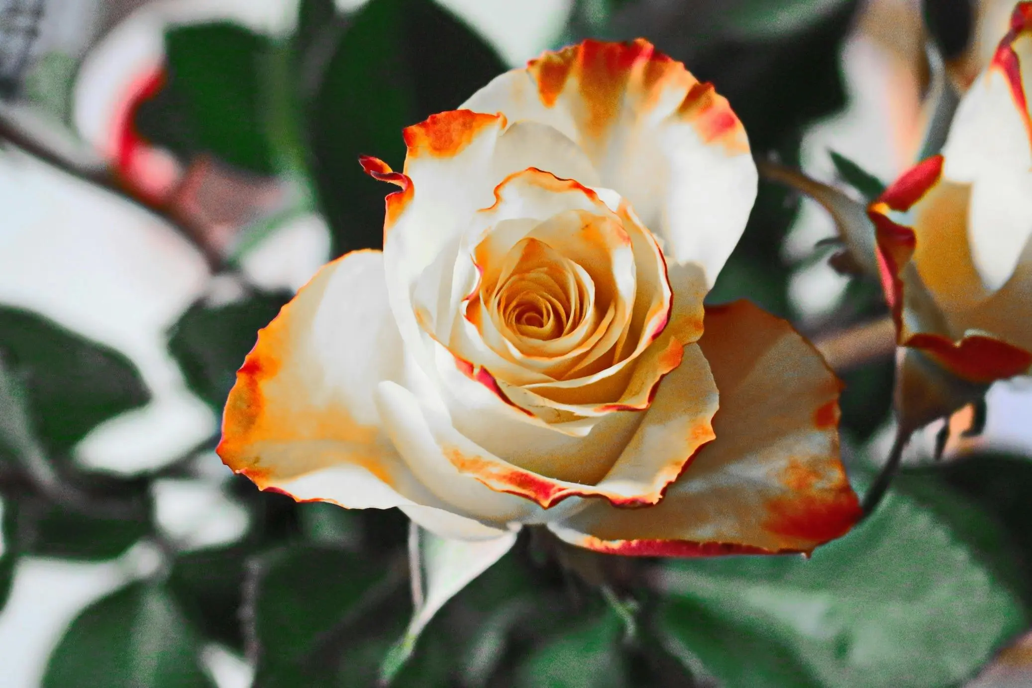 Top 5 Autumn Fragrances for 2024