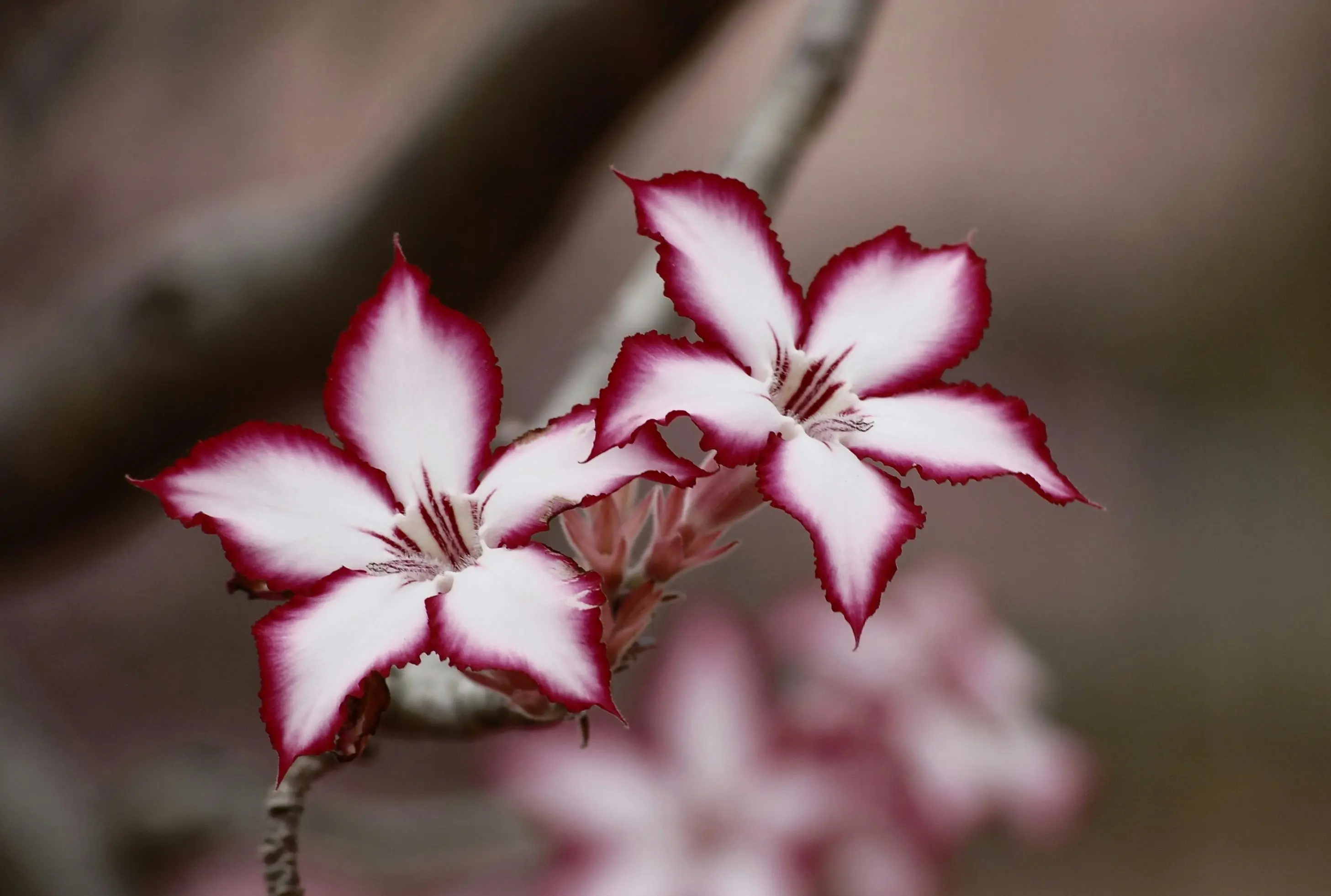 Top 5 Autumn Fragrances for 2024