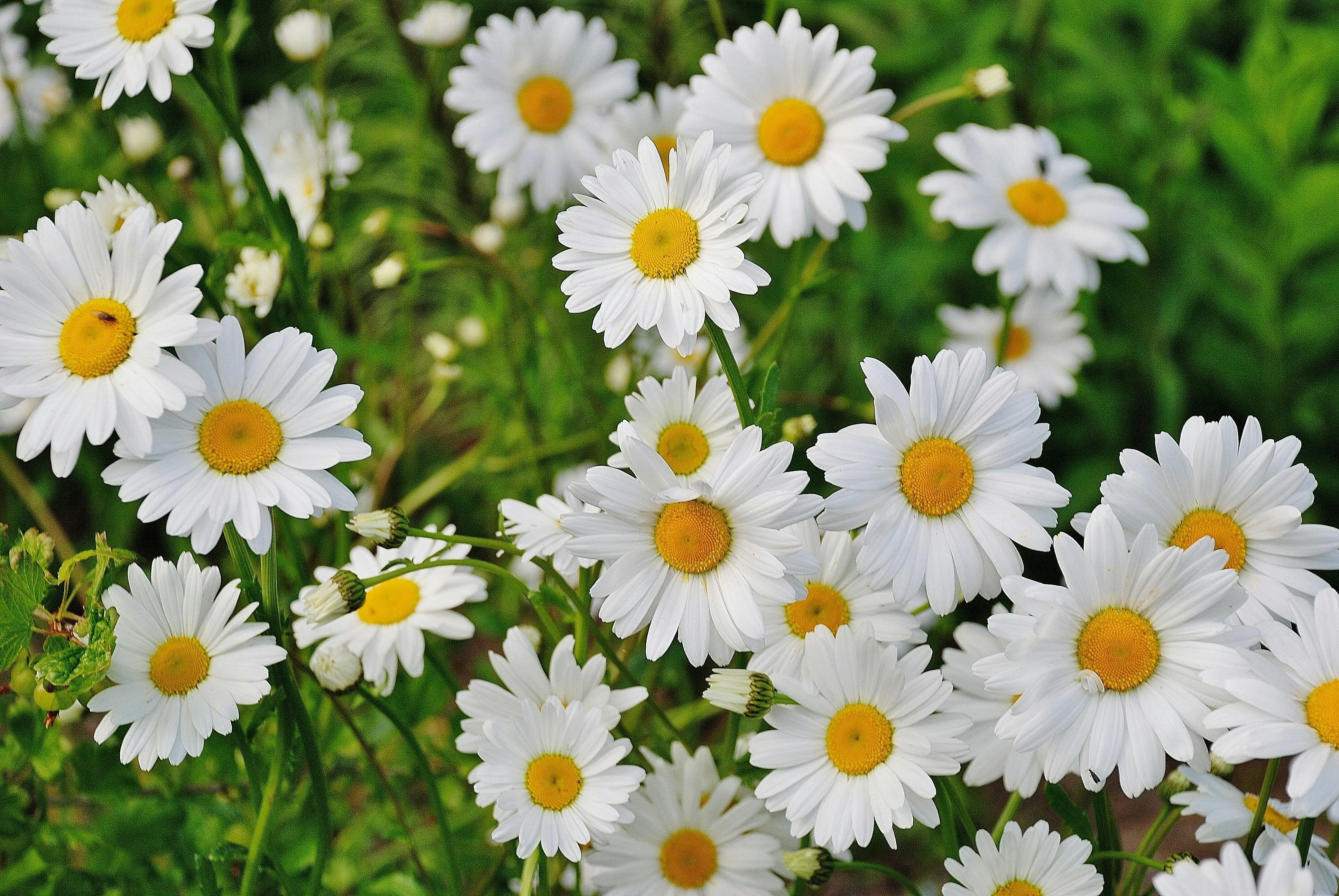 Top 5 Autumn Fragrances for 2024